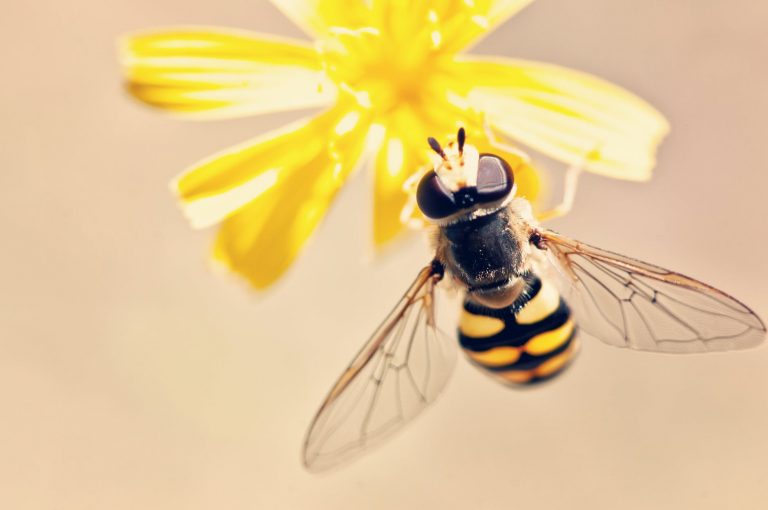 Comment enlever le dard d’une abeille : y a-t-il une méthode précise à suivre ?